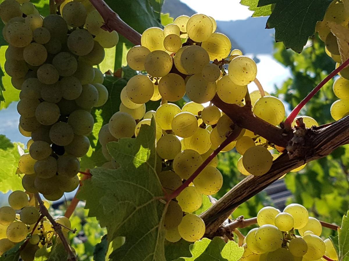 Winzerhof Gietzen Ξενοδοχείο Hatzenport Εξωτερικό φωτογραφία